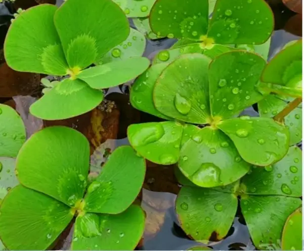 Marsilea quadrifolia