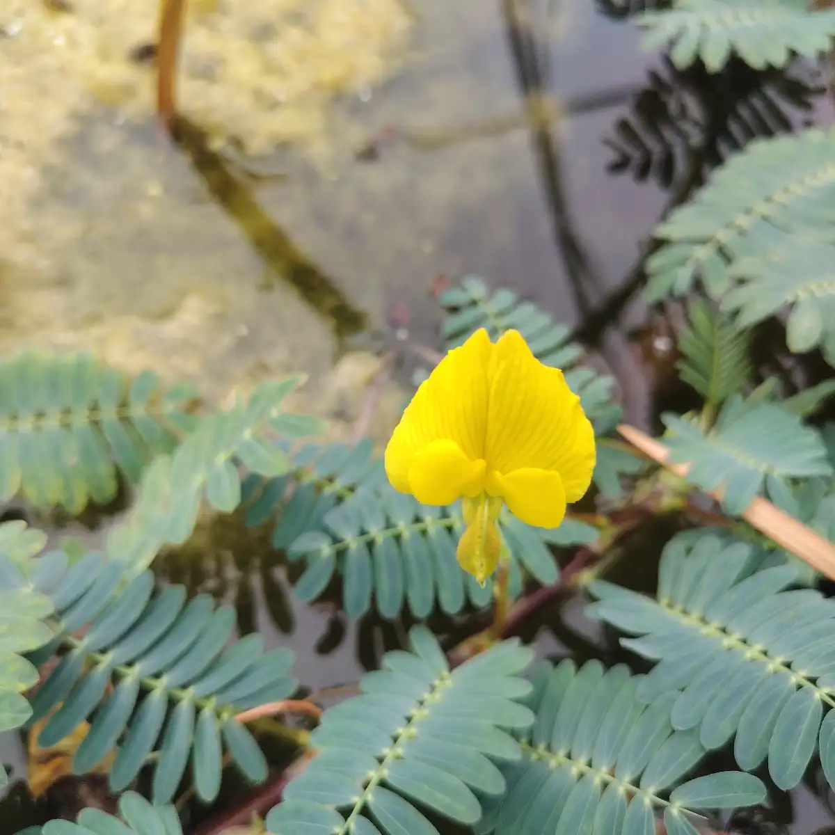 Aeschynomene fluitans