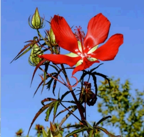 Hibiscus coccineus – Hibiscus écarlate