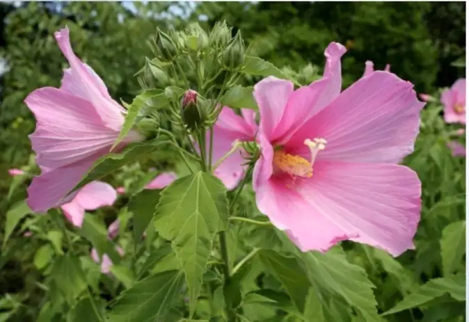 Hibiscus moscheutos – Hibiscus des marais
