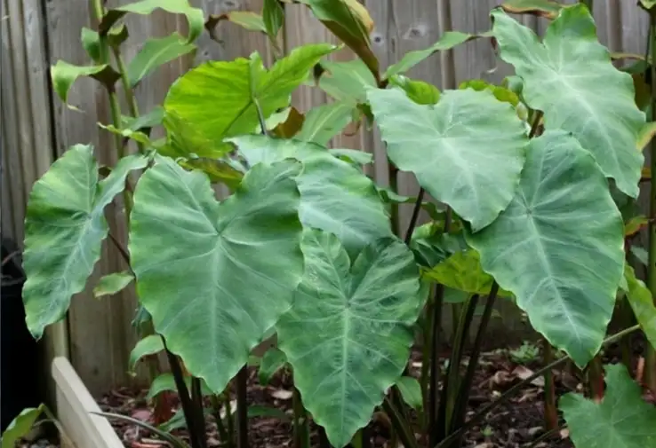 Colocasia fontanesii ‘Black Stem