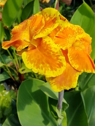 Canna ‘King Humbert