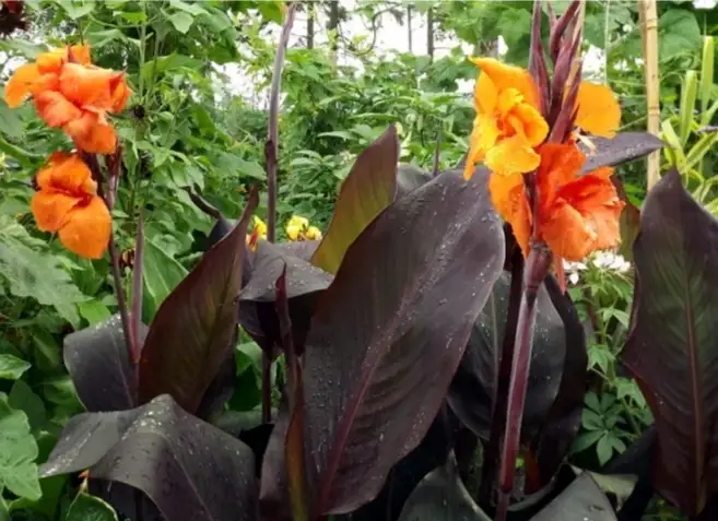 Canna ‘Wyoming’