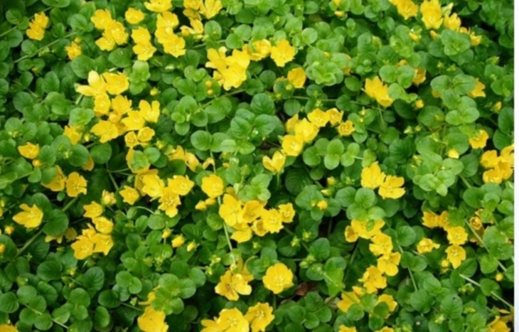 Lysimachia nummularia