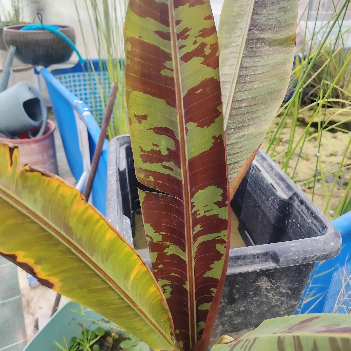 Musa sumatrana ‘Zebrina