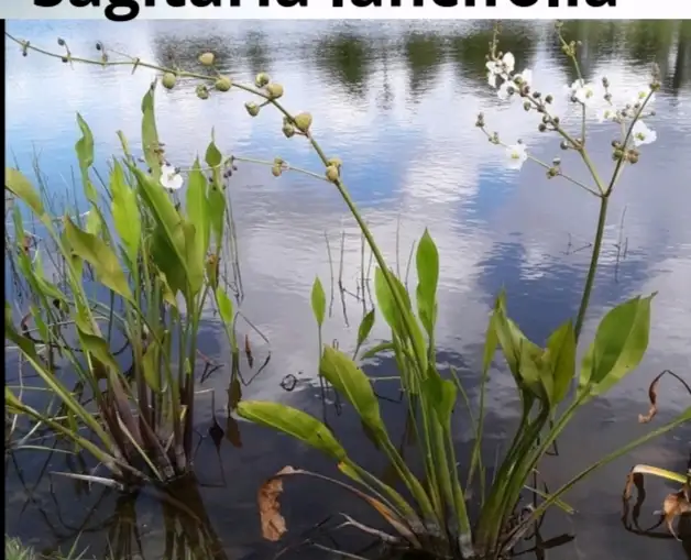 Sagittaria lancifolia – Sagittaire à feuilles lancéolées