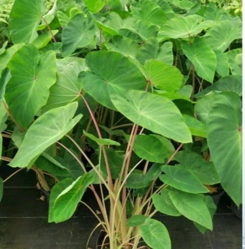 Colocasia ‘Pink China’