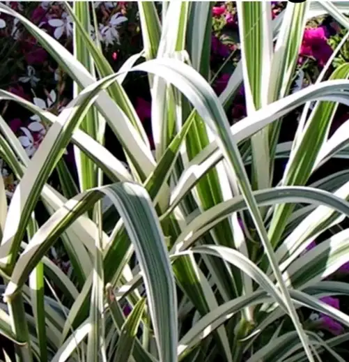 Arundo donax ‘Variegata’ – Canne de Provence panachée