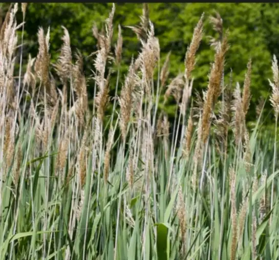 Phragmites australis – Roseau commun