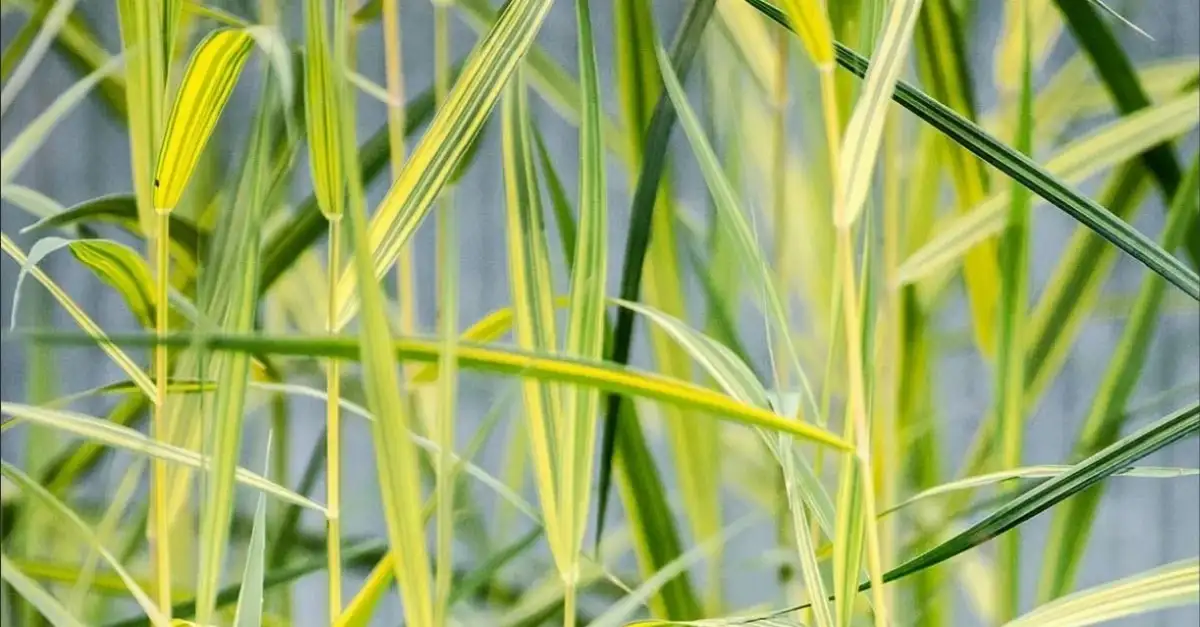 Phragmites australis ‘Variegatus’ – Roseau commun panaché