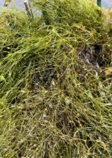 Chara – Chara, algue characée oxygénante