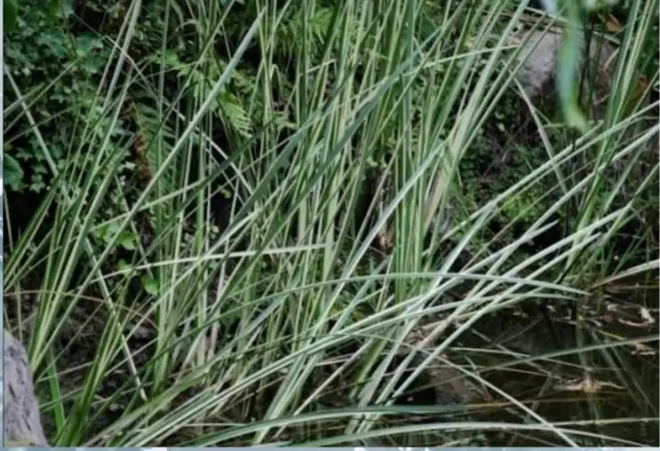 Acorus calamus ‘Variegata’ – Acore odorant panaché Godet 9 cm