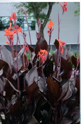 Canna ‘Australia’  pot 10l