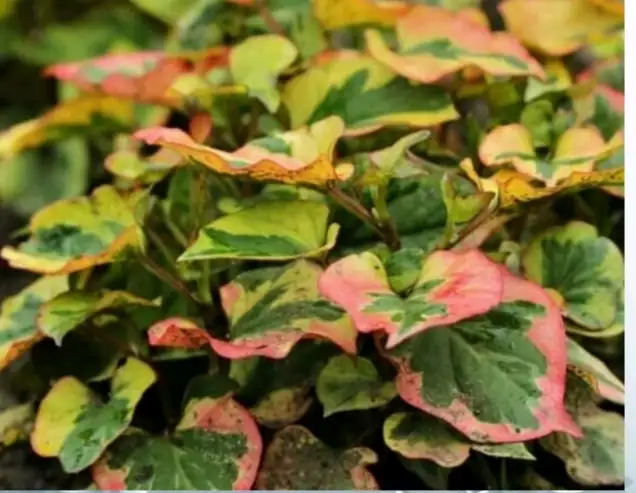 Houttuynia cordata ‘Chameleon’ – Houttuynia Caméléon godet 9cm