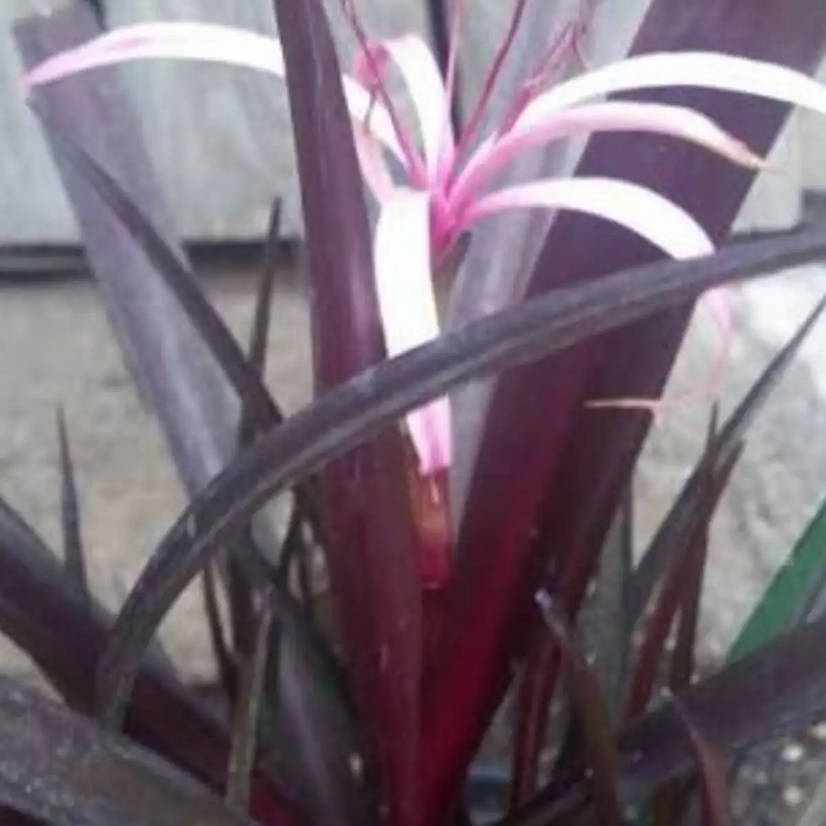 Crinum americanum ‘Menehune’ – Crinum aquatique pourpre godet 9 cm