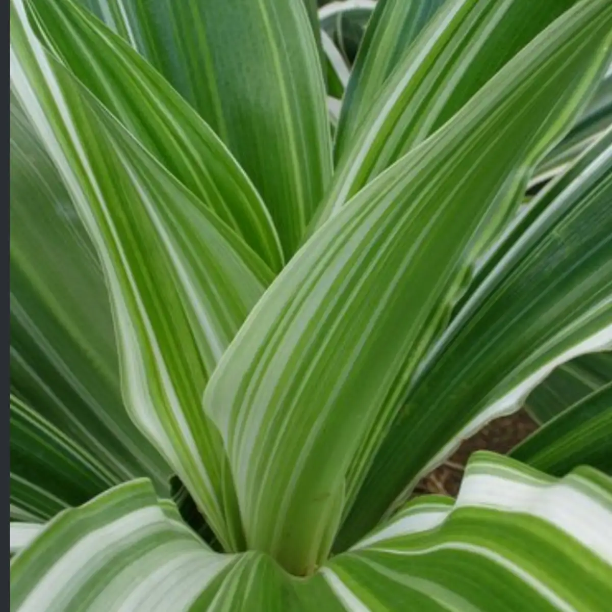 Crinum asiaticum ‘Variegata pot 5l