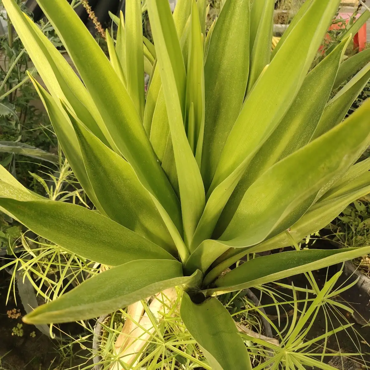 Crinum asiaticum pot 10l