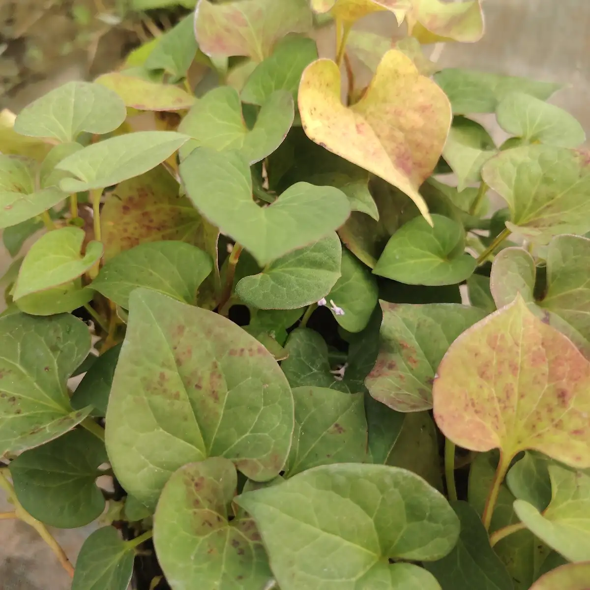 Houttuynia cordata godet 9 cm