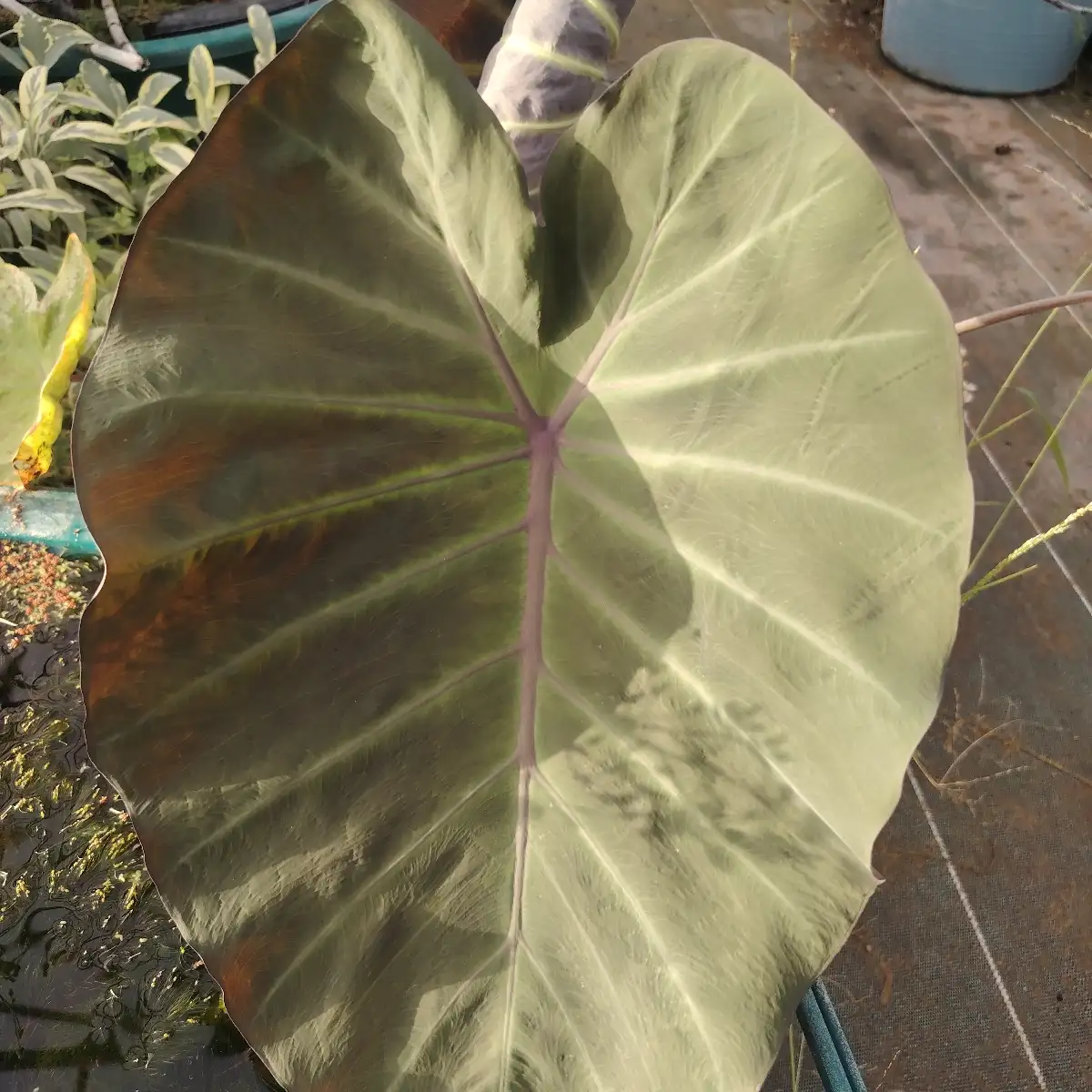 Leucocasia gigantea ‘Imperialis’ pot 3l