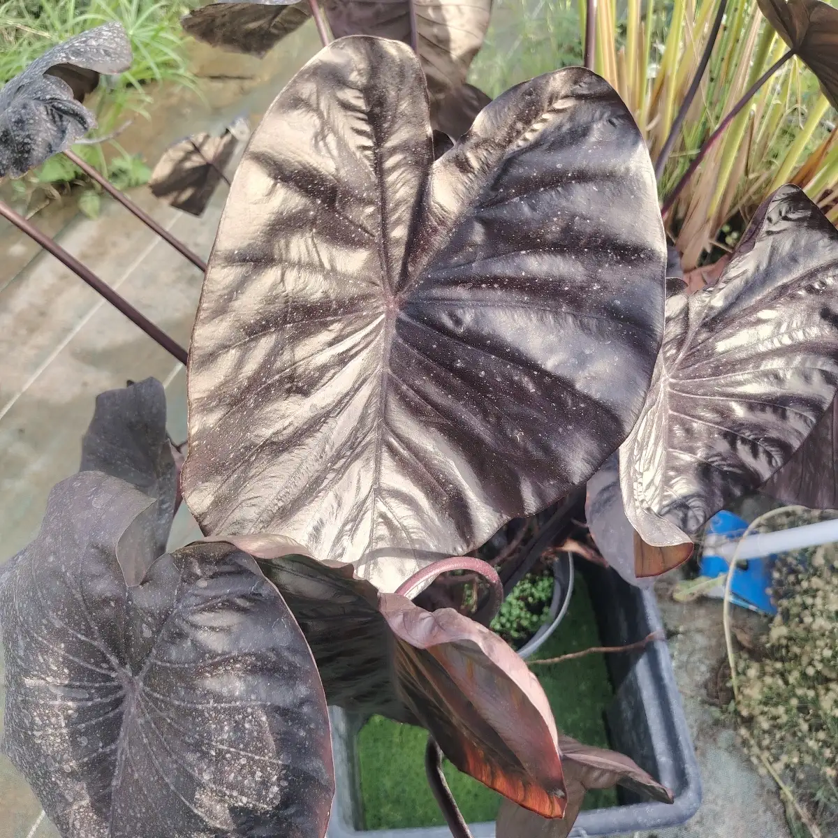 Colocasia ‘Black Gecko