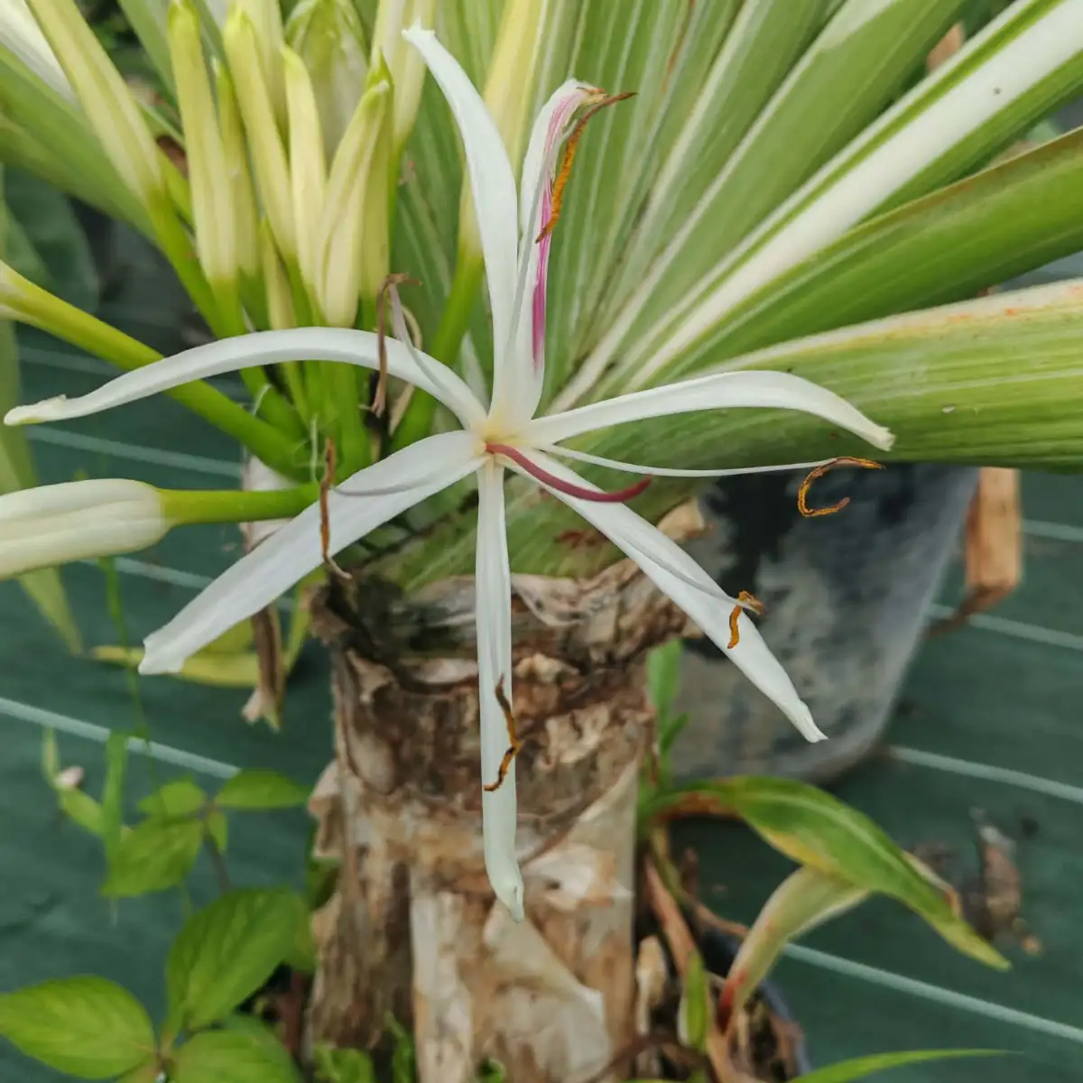 Crinum asiaticum ‘Variegata pot 5l
