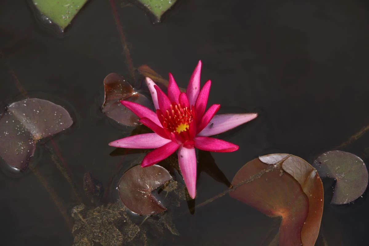 Nymphaea ‘Hidden Violet’