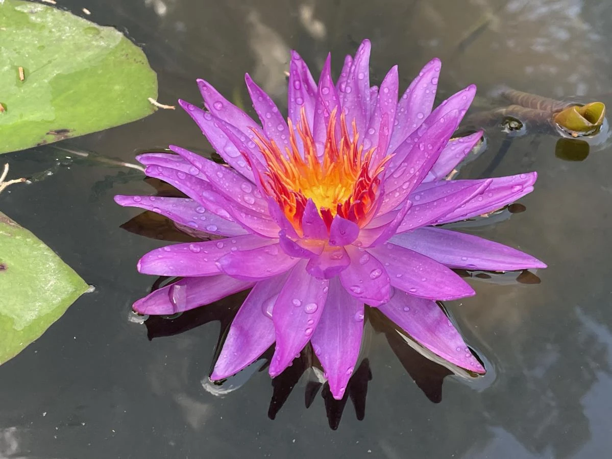 Nymphaea ‘Madinina’