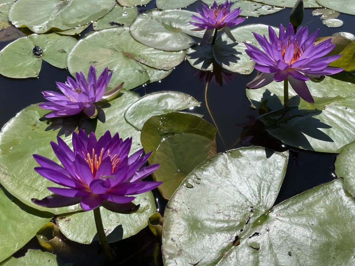 Nymphaea ‘Madinina’