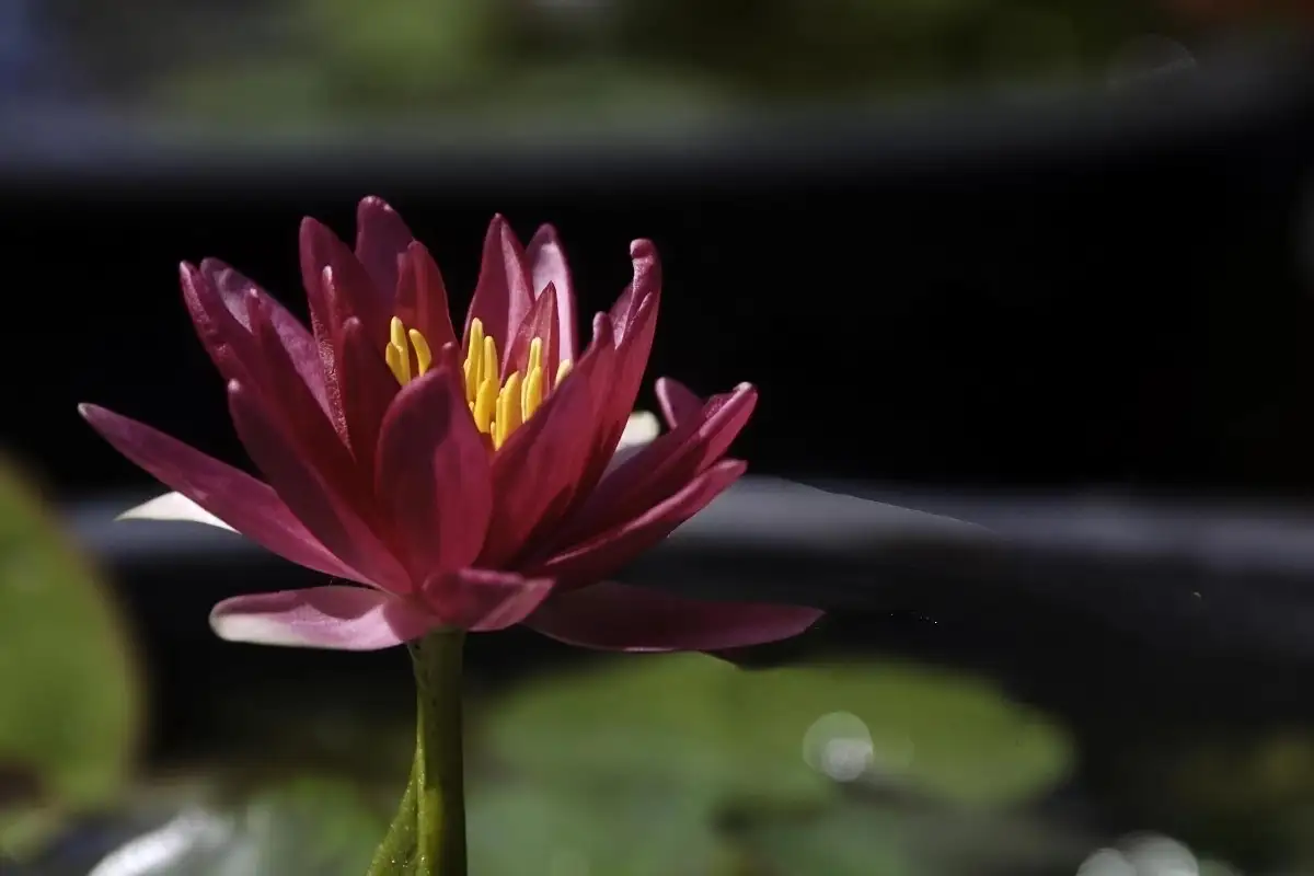 Nymphaea ‘Gypsy’