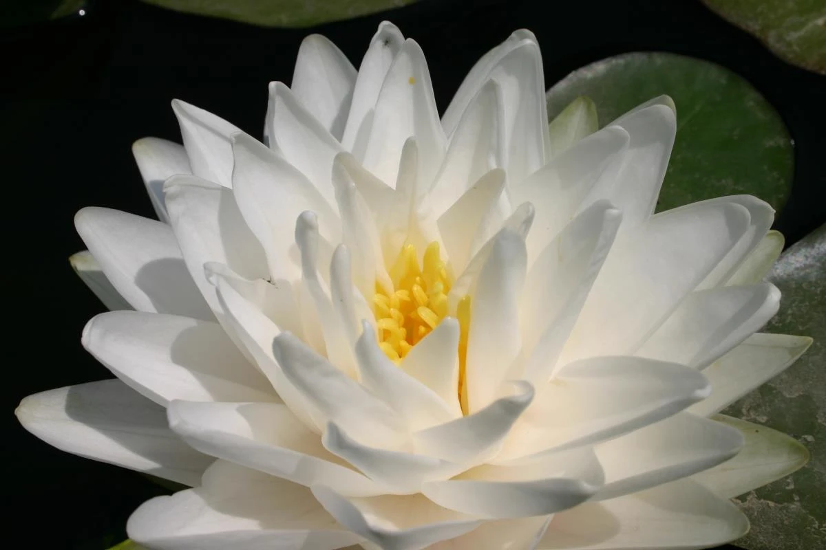 Nymphaea Gonnère