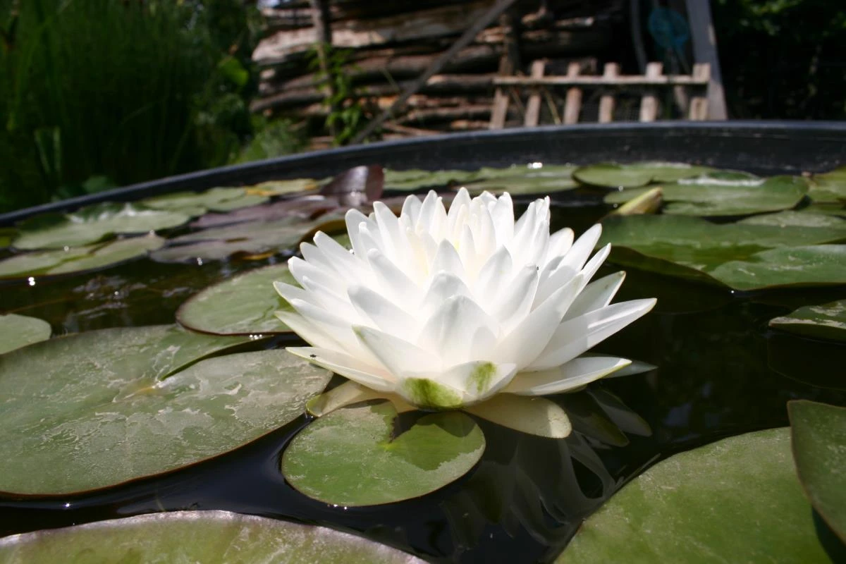 Nymphaea Gonnère
