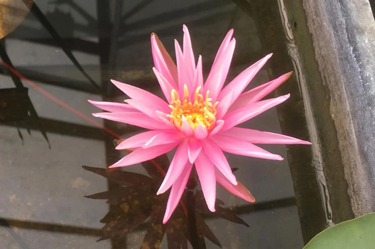 Nymphaea ‘Perry’s Cactus Pink’