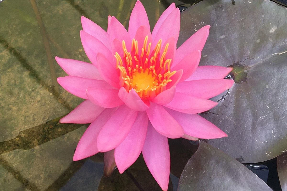Nymphaea ‘Jane’s Cotton Candy’