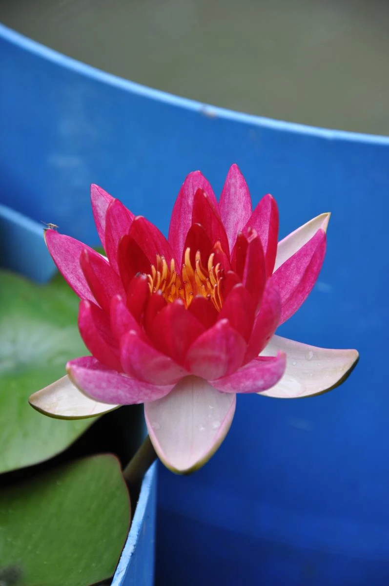 Nymphaea ‘Black Cherry