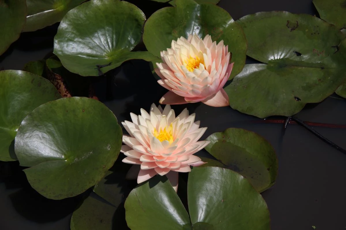 Nymphaea ‘Blushing Bride’
