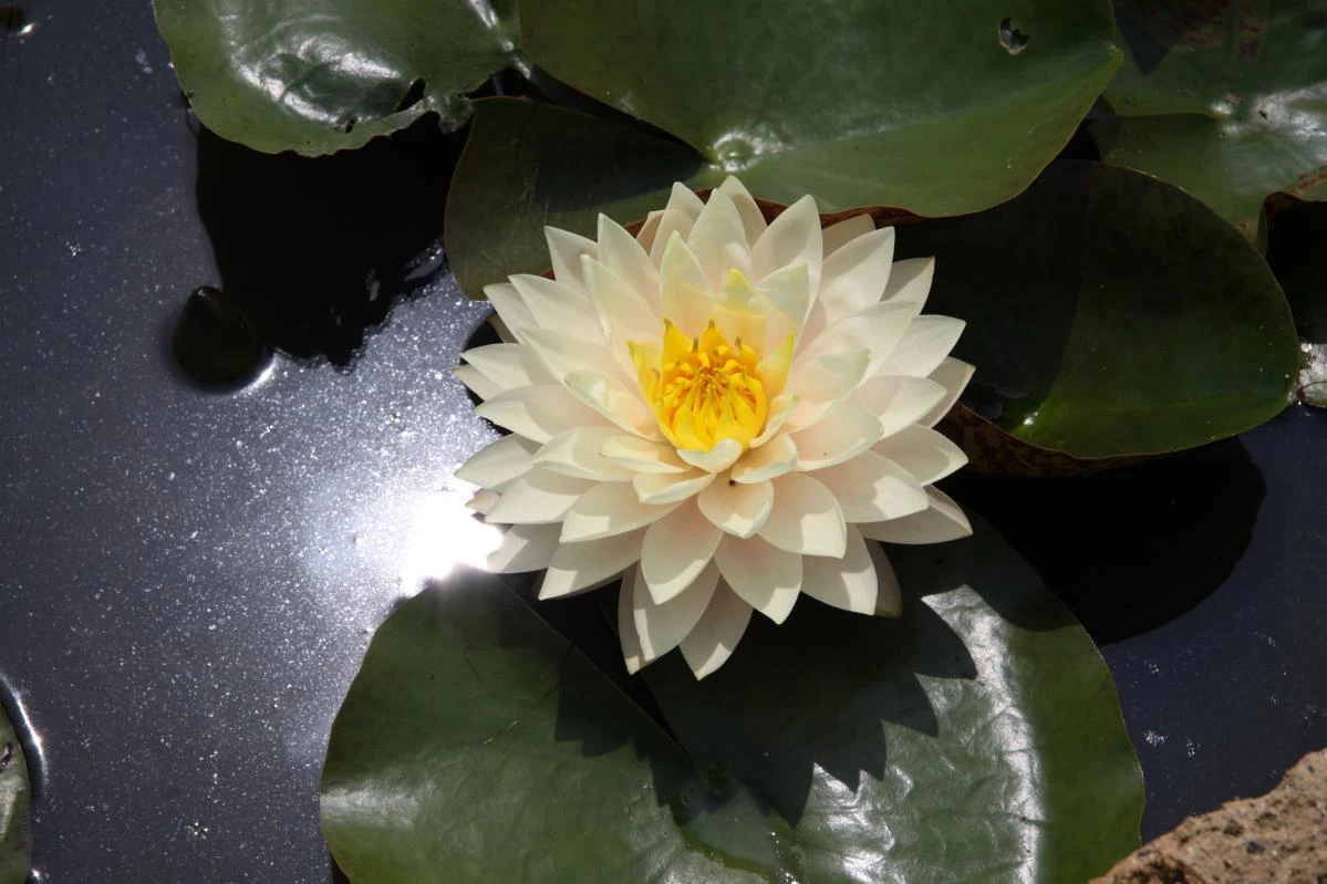 Nymphaea ‘Blushing Bride’