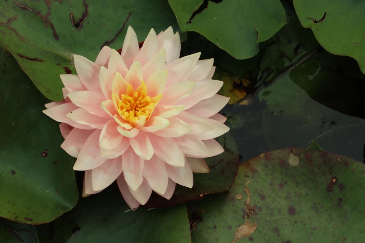 Nymphaea ‘Awesome’