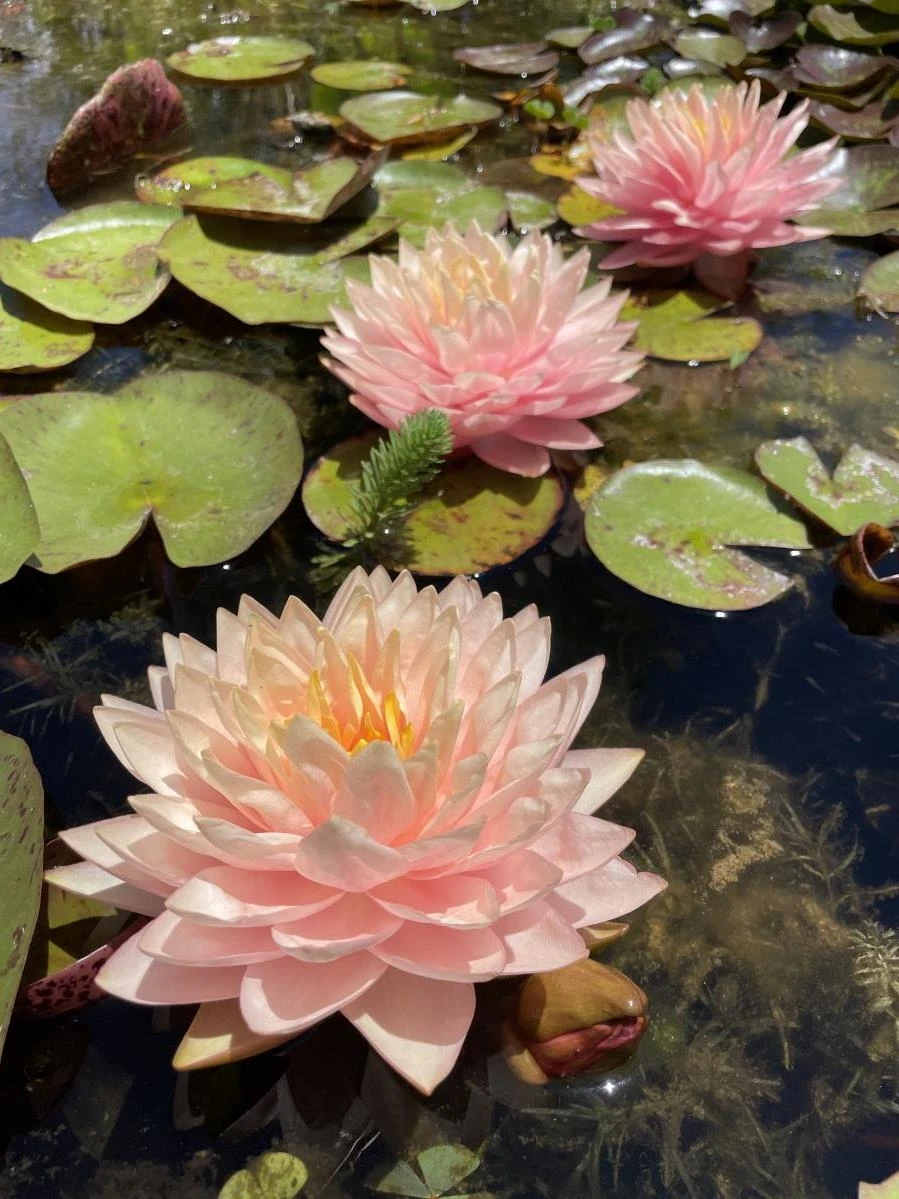 Nymphaea ‘Awesome’