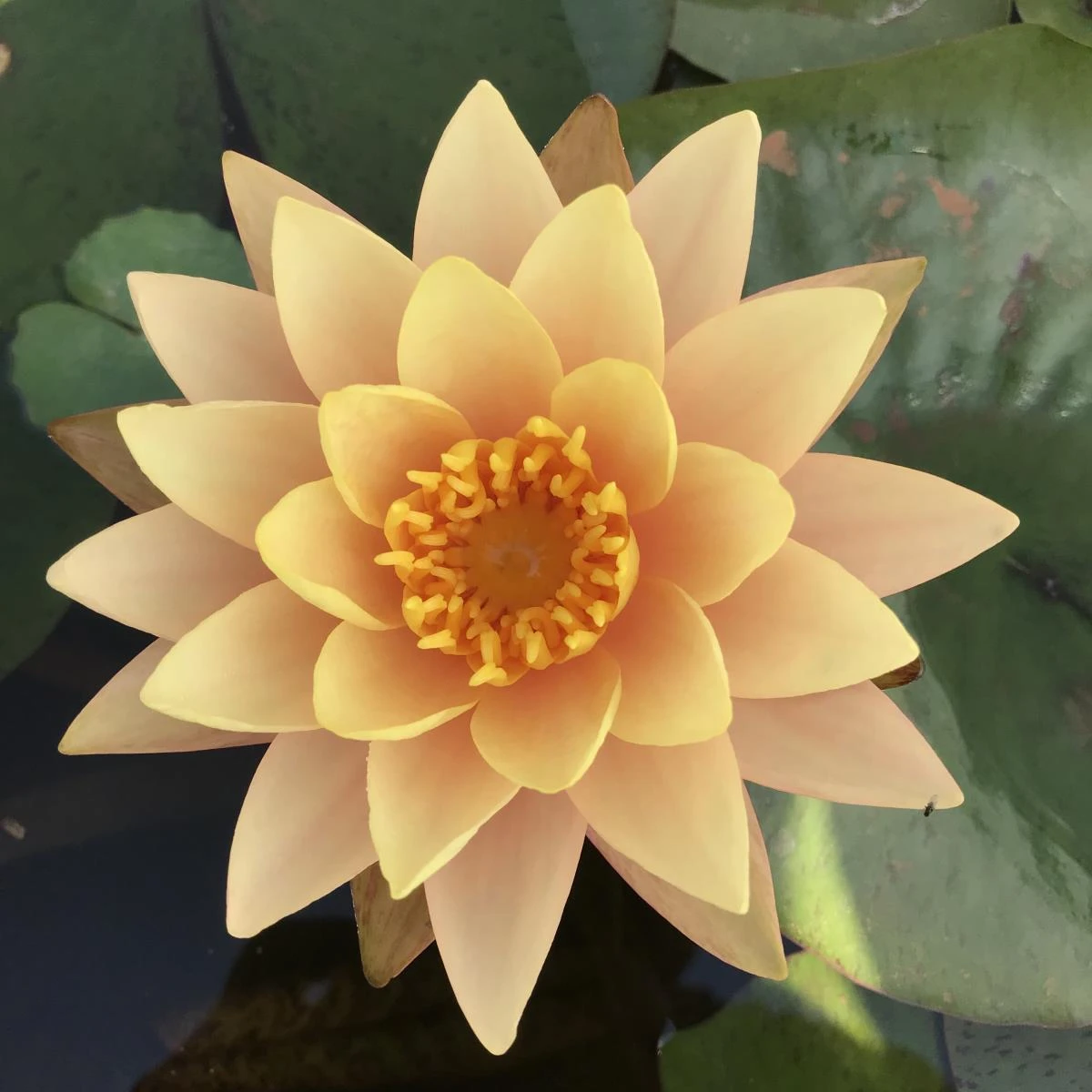 Nymphaea ‘Siam Sunset