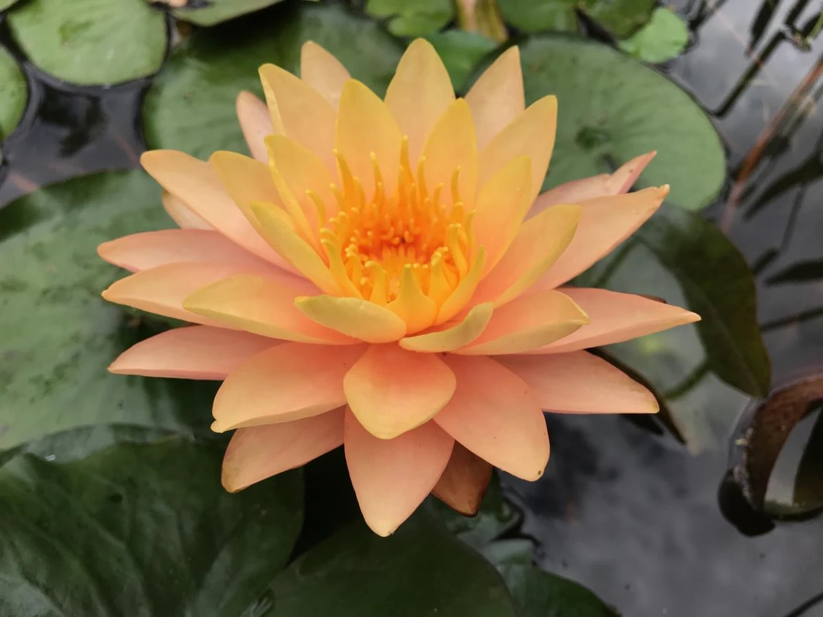 Nymphaea ‘Siam Sunset