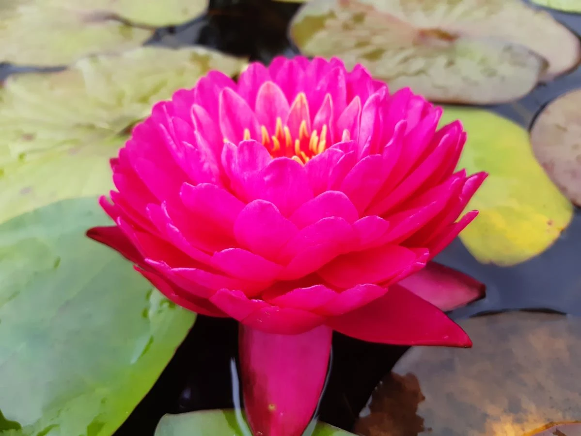Nymphaea ‘Denise Lacraz’