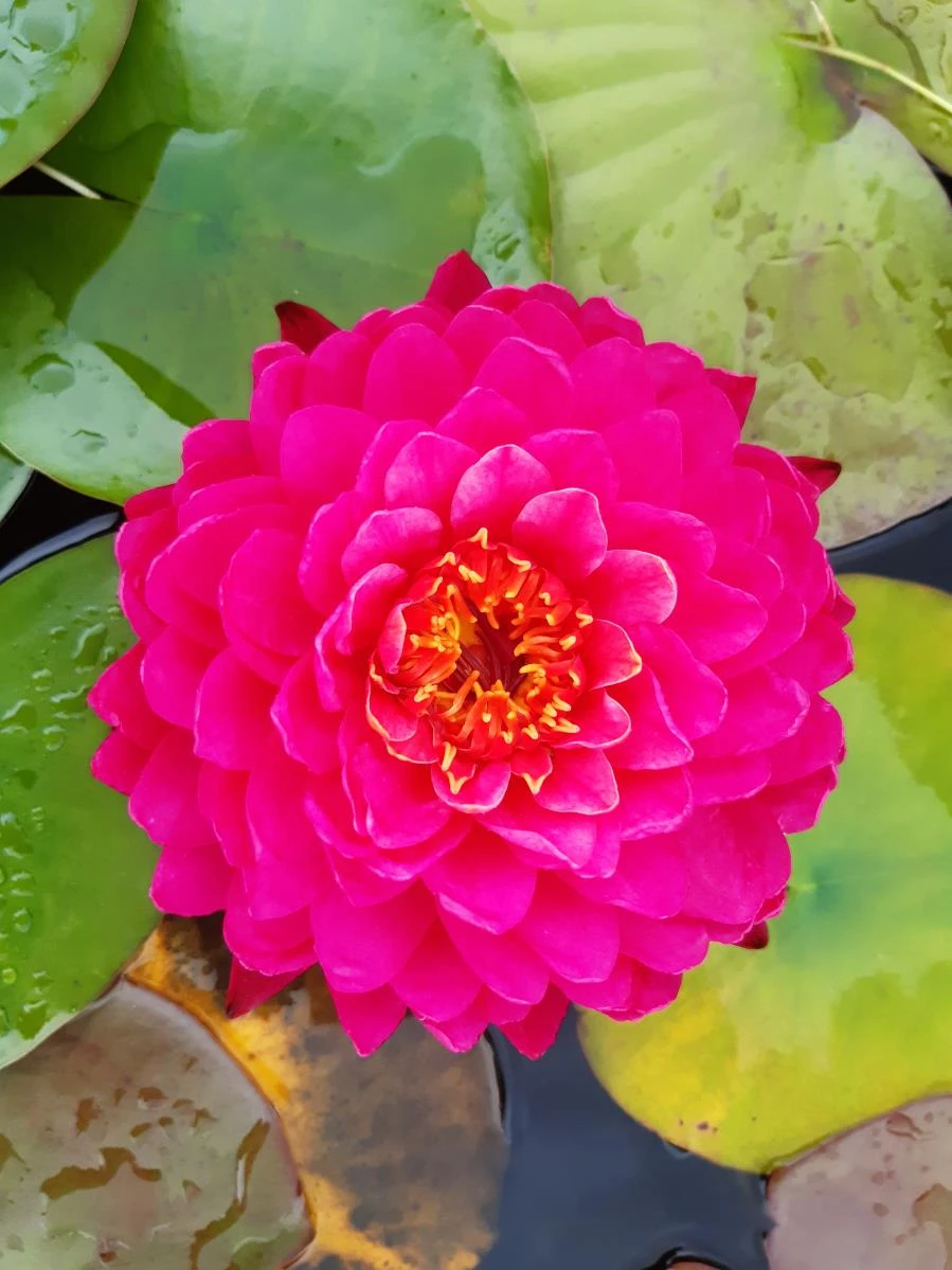 Nymphaea ‘Denise Lacraz’