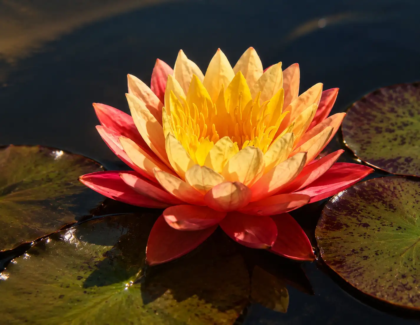 Nymphaea ‘Santa Maria del Mar’