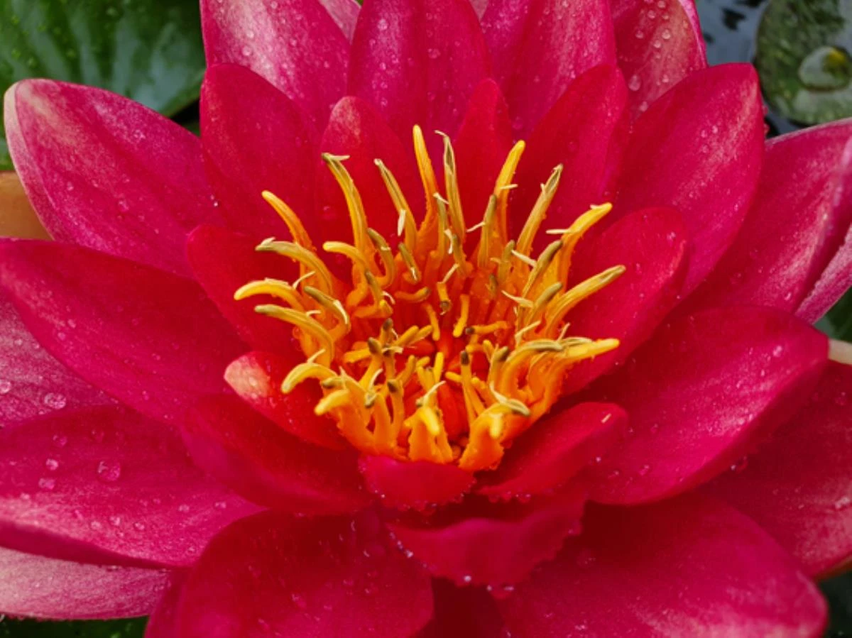 Nymphaea ‘Toulouse’