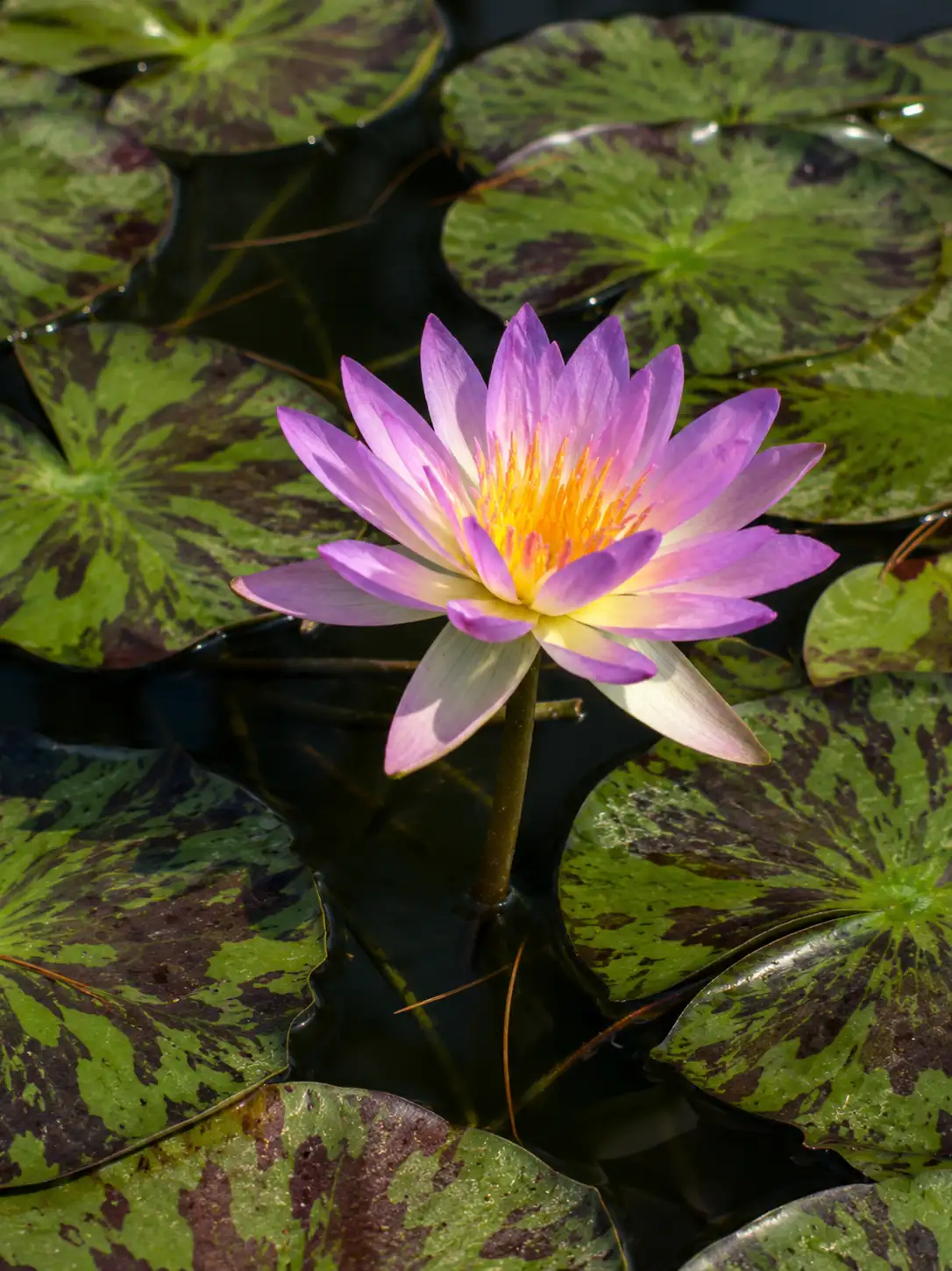 Nymphaea ‘Corsica Dream’