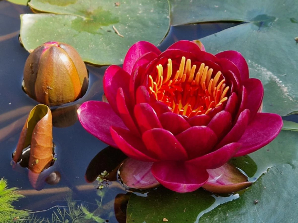 Nymphaea ‘Sanguine