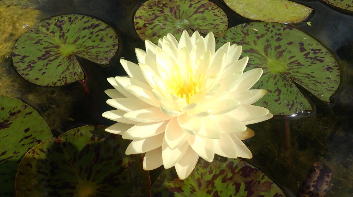 Nymphaea ‘Zénith’
