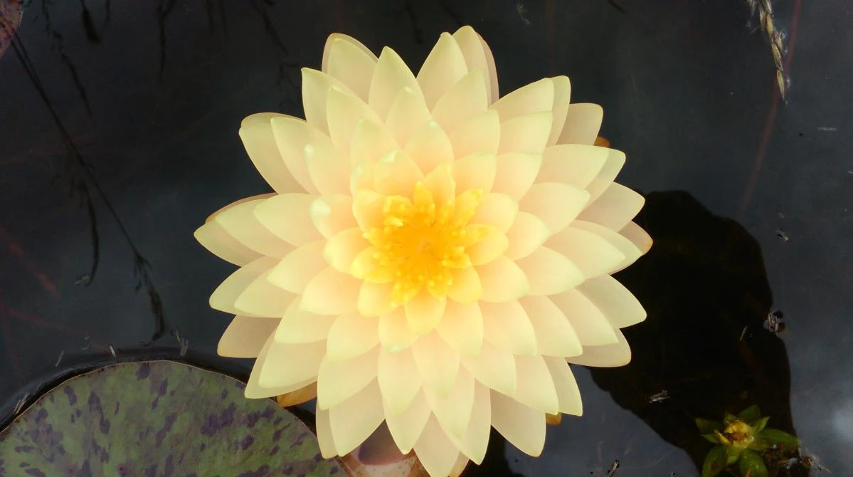 Nymphaea ‘Zénith’