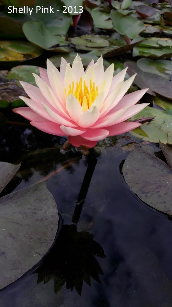 Nymphaea ‘Shelly Pink’