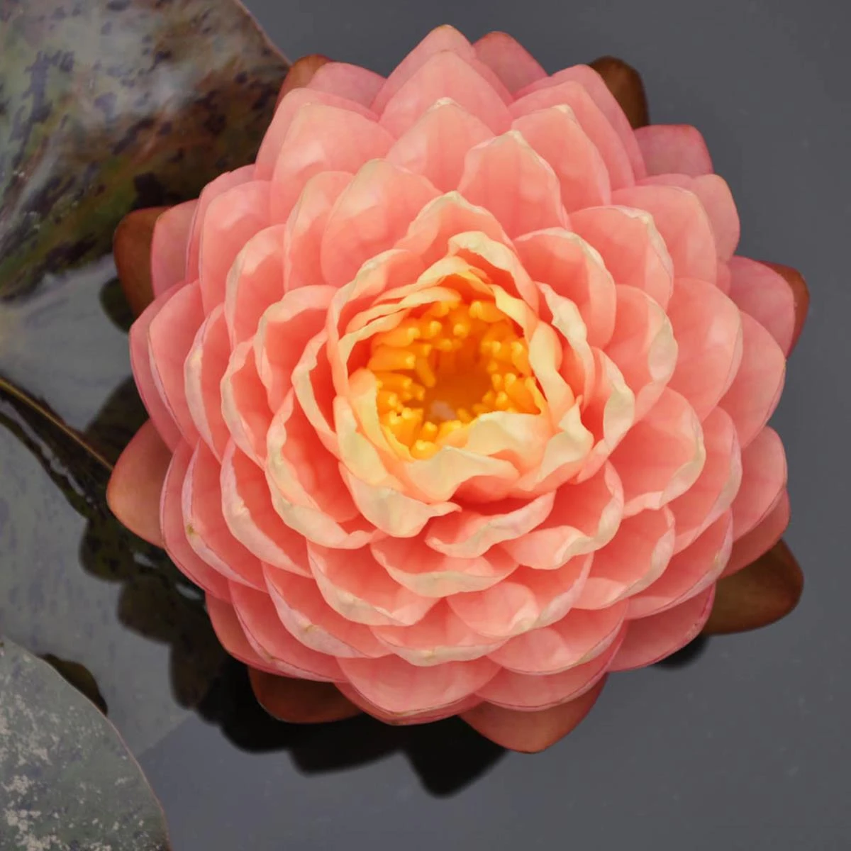 Nymphaea ‘Arrakis’